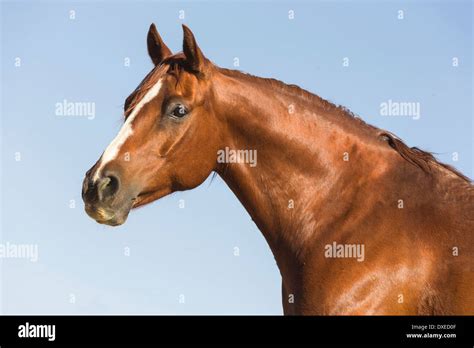 American Quarter Horse Portrait Of A Chestnut Gelding Usa Stock Photo