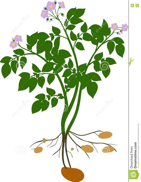Potato Plant Silhouette Stock Vector Illustration Of Potatoes 72548314