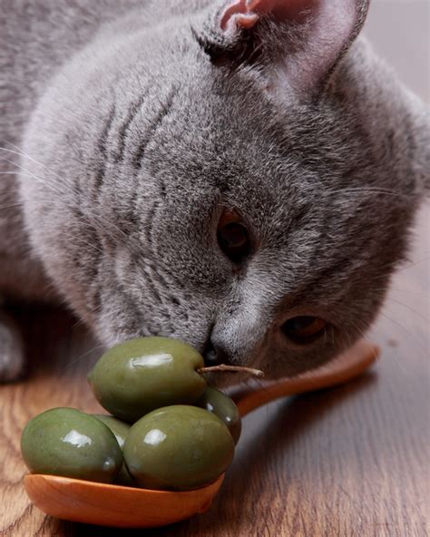 Cats are obligate carnivores and driven to consume meat. What Weird Foods Do Your Cats Love to Eat? - Catster