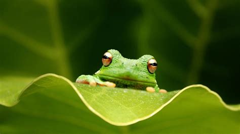A collection of the top 41 frog wallpapers and backgrounds available for download for free. Cute Frog Backgrounds (52+ pictures)