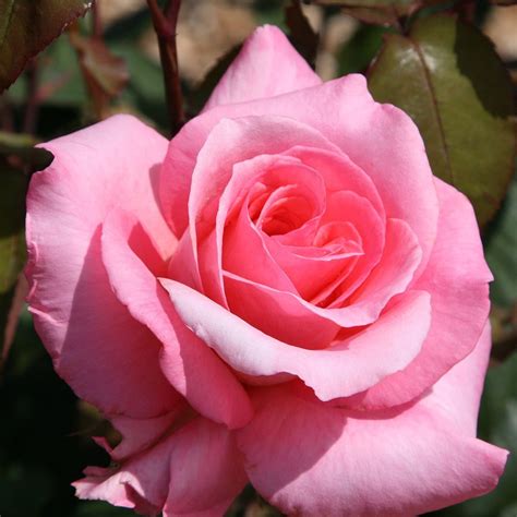 Buy Rose Congratulations Hybrid Tea Rose Rosa Congratulations