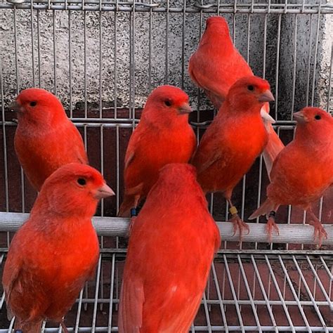 Top 9 Red Factor Canary For Sale 2023