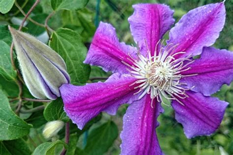 Läuse biologisch zu bekämpfen, schont die pflanzen & den geldbeutel. Läuse im Garten » So bekämpfen Sie sie ohne Chemie