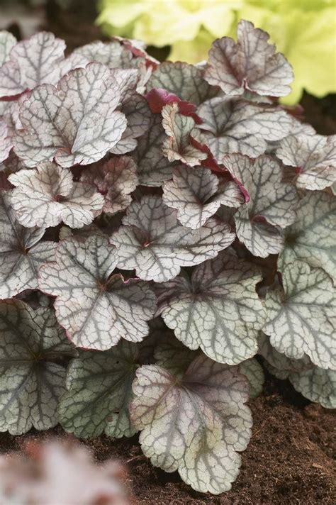 Heuchera Silver Scrolls Garden Plants