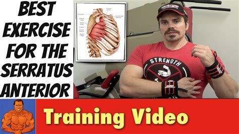 Best Exercises For The Serratus Anterior Youtube