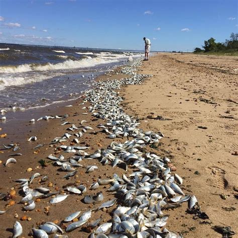 Millions Of Dead Fish Washed Up On The Jersey Shore Dead