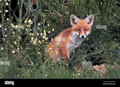 Red Fox Vulpes Vulpes Next To German Chamomile Germany Stock Photo