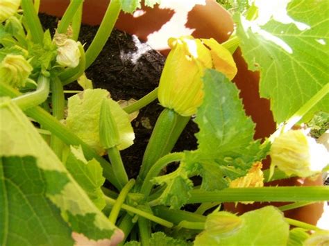 How long do zucchini plants last for? How Long Does It Take to Grow Zucchini? | Hunker