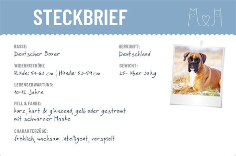 Border collie pudel der deutsche schäferhund golden retriever doberman. Deutscher Boxer Steckbrief | Charakter, Wesen & Haltung