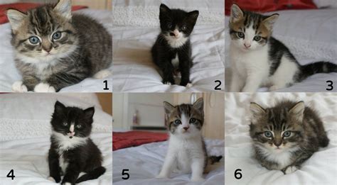 Cute Fluffy Kittens To A Good Home Boston Lincolnshire