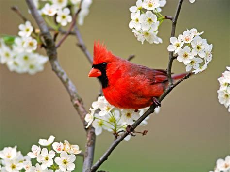 Red Cardinal At Last A Red Cardinal And A Special Meeting