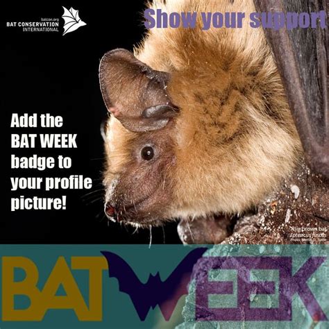 Bat Conservation International On Twitter Bat Conservation
