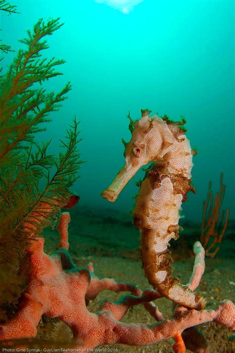 Underwater Animals Colorful Seahorse Seahorse