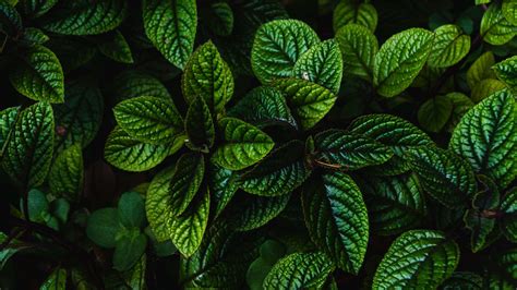 Leaves Green Bushes Carved Dark Plant 4k HD Wallpaper