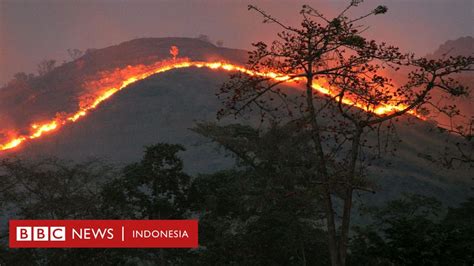 Kebakaran Hutan Dan Lahan Di Berbagai Negara Tahun 2020 Diprediksi Jadi