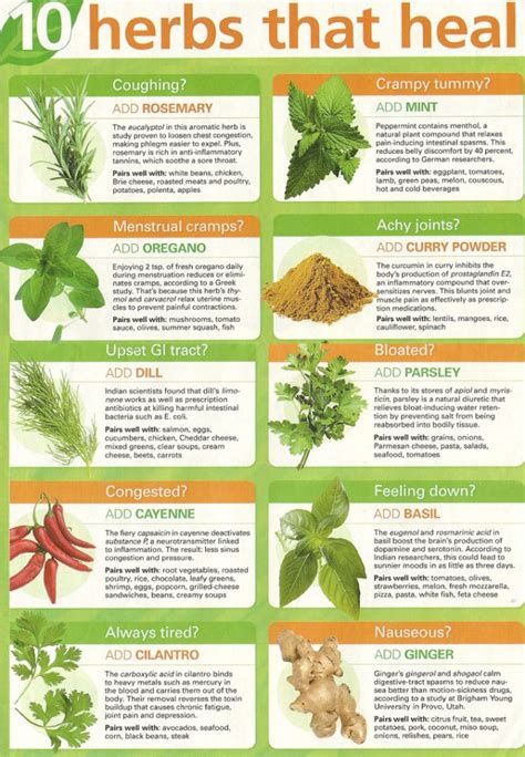 10 Herbs That Heal Artofit