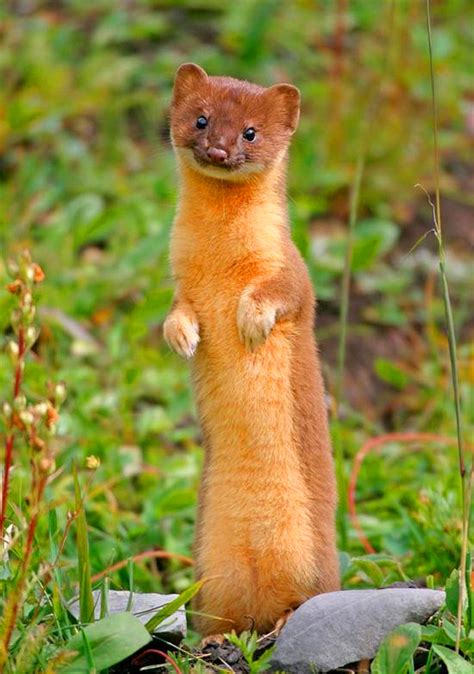 Why Do The Older Generations Warn Weasels Not To Huntis It Really