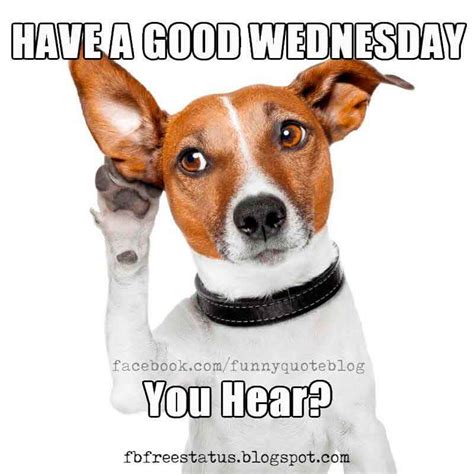 it s wednesday funny and happy wednesday meme with wednesday quotes