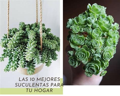 Las 10 Mejores Suculentas Para Tu Hogar Plantas