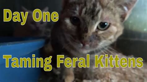 Taming Feral Farm Kittens Part 2 First Socializing Youtube
