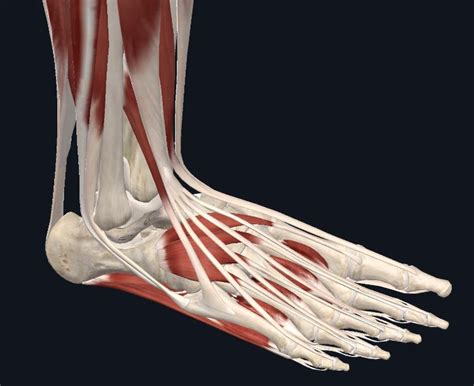 Pareja hipótesis Suavemente muscles pieds anatomie Frontera Nueva