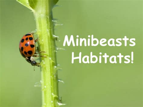 Minibeast Habitats Minibeasts Habitats Powerpoint Templates