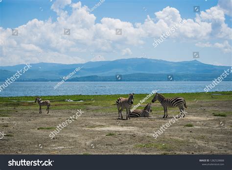 5 Imágenes De Lago Naivasha Imágenes Fotos Y Vectores De Stock