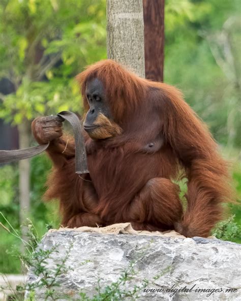 Sumatran Orangutans In The Rain Digital Images