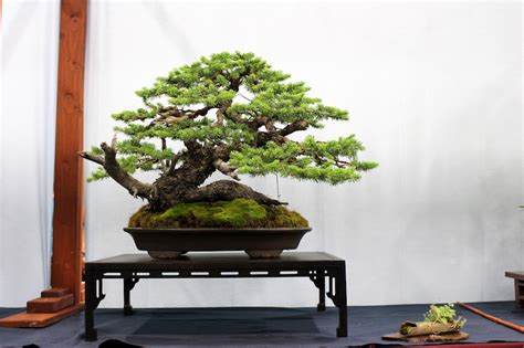 Spruces are not easy to style as bonsai because they hardly backbud and wired branches tend to go back in their lastly, the colorado blue spruce (picea pungens) is a popular species used in the us. The 5th US National Bonsai Exhibition - Bonsai Empire