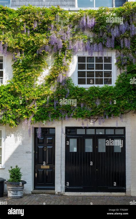 Wisteria On The Front Of A House In Queens Gate Mews South Kensington