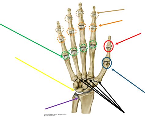 Chapter 6 Upper Limb Anatomy 3733 With Samsam At