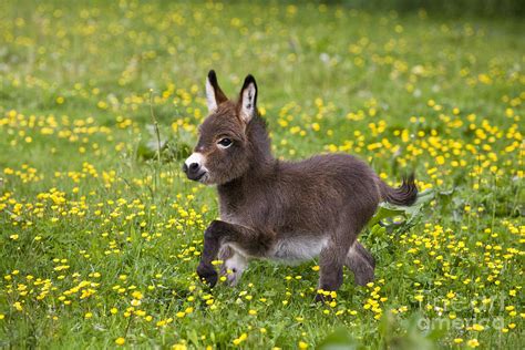 Miniature Donkey Foal Photograph By Jean Louis Klein And Marie Luce