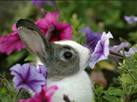 So Cute Rabbit 1080p Hd Wallpaper And Images ~ Hd Wallpapers And Images