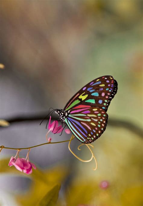 Colorful Butterfly Butterfly Pictures Beautiful Butterfly