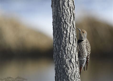 Urban Northern Flicker Female On The Wing Photography