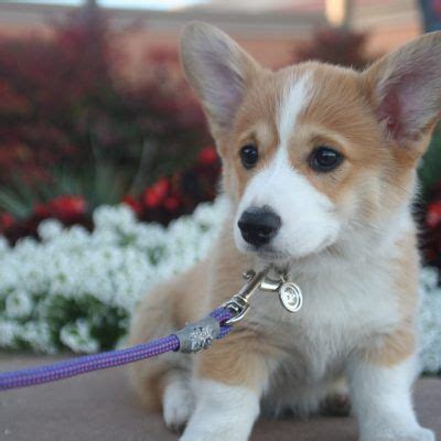 The cardigan welsh corgis are an ancient herding breed perfect for all homes thanks to their size and intelligence. Corgi Puppies San Diego - Puppyfinder Com View Ad Photo 2 ...