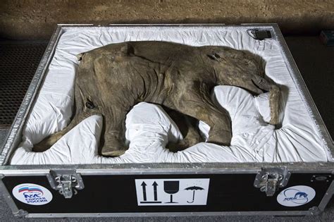 Pictured Mammoth On Display At Natural History Museum Is Perfectly