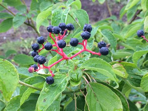 Alternifolia) produces small spring flowers followed by dark fruit, and it's known to grow 20 feet tall and wide. Pagoda Dogwood (Cornus Alternifolia) - Heritage Flower Farm