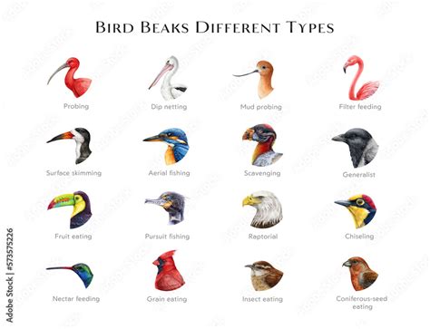 Ilustracja Stock Bird Beaks Different Types Illustration Set Hand