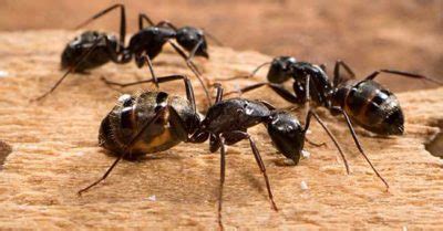 You can help by telling the pest management professional about when, where and how. The Hidden Dangers of Carpenter Ant Infestation