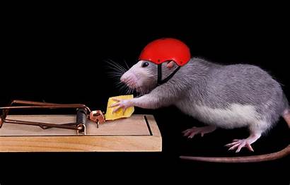 Mouse Helmet Rat Cheese Mousetrap Background Security