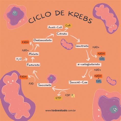 Mapa Mental Do Ciclo De Krebs Docsity Images Images