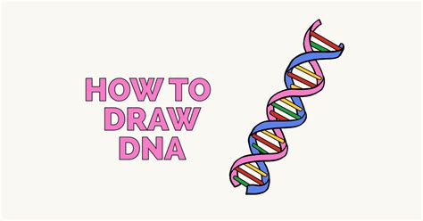 How To Draw Dna Really Easy Drawing Tutorial