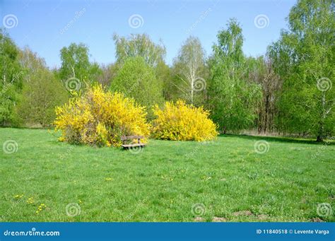 Field Harmony Stock Photo Image Of Road Valley Forest 11840518