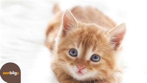 Yavru Kediler Ne Yer Nasıl Beslenir 5 Besleme Tablosu