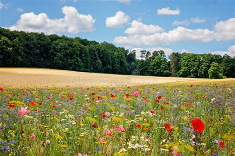 Landscape With Field With Summer Flowers Beautiful View With Sky And