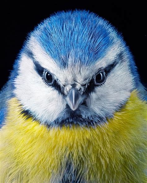 Emotional Bird Photos Capture The Exquisite Diversity Of Our Feathered