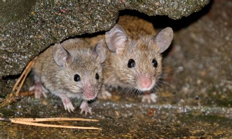It is essential to see the type of mice attacking your place before implementing the plan to treat the menace. Why we control mice