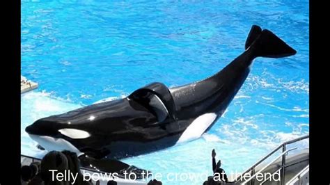 The Story Of The Largest Killer Whale In Seaworld Orlando Part 1 Of 2