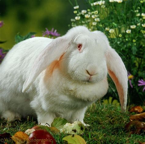 White French Lop Rabbit Photo French Lop Rabbit Rabbit French Lop